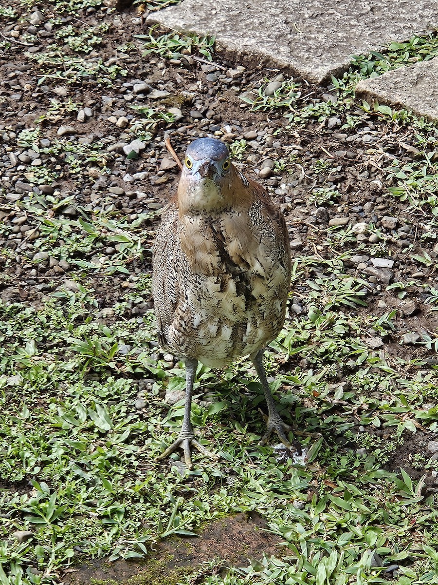 Malayan Night Heron - ML612535415