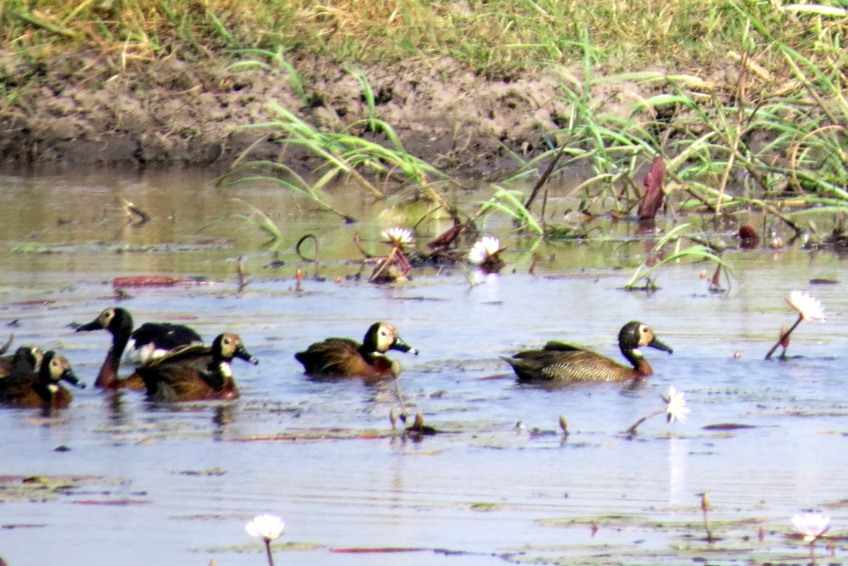 White-faced Whistling-Duck - ML612535416