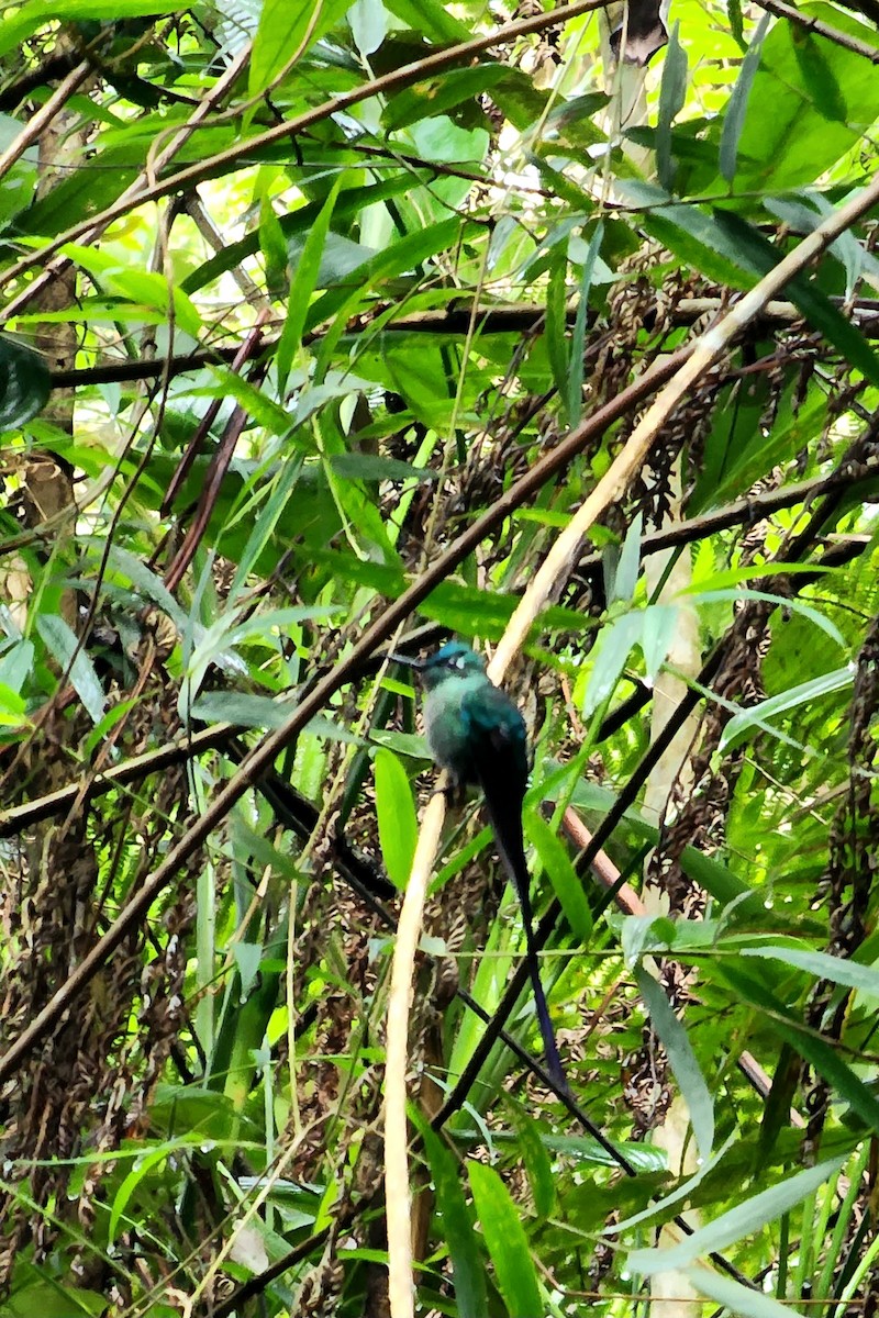 Long-tailed Sylph - Diego López