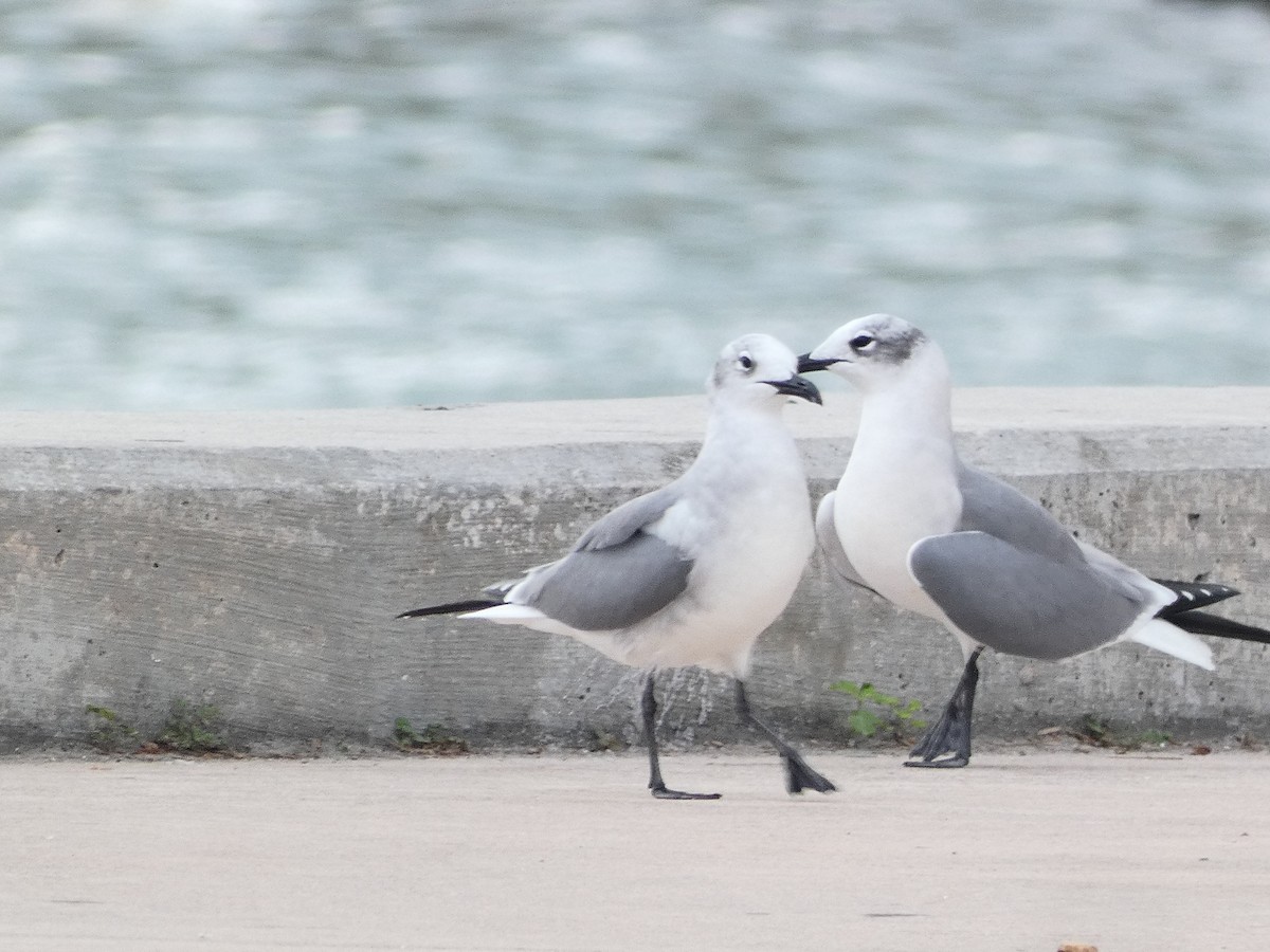 Laughing Gull - Sara Boscoe