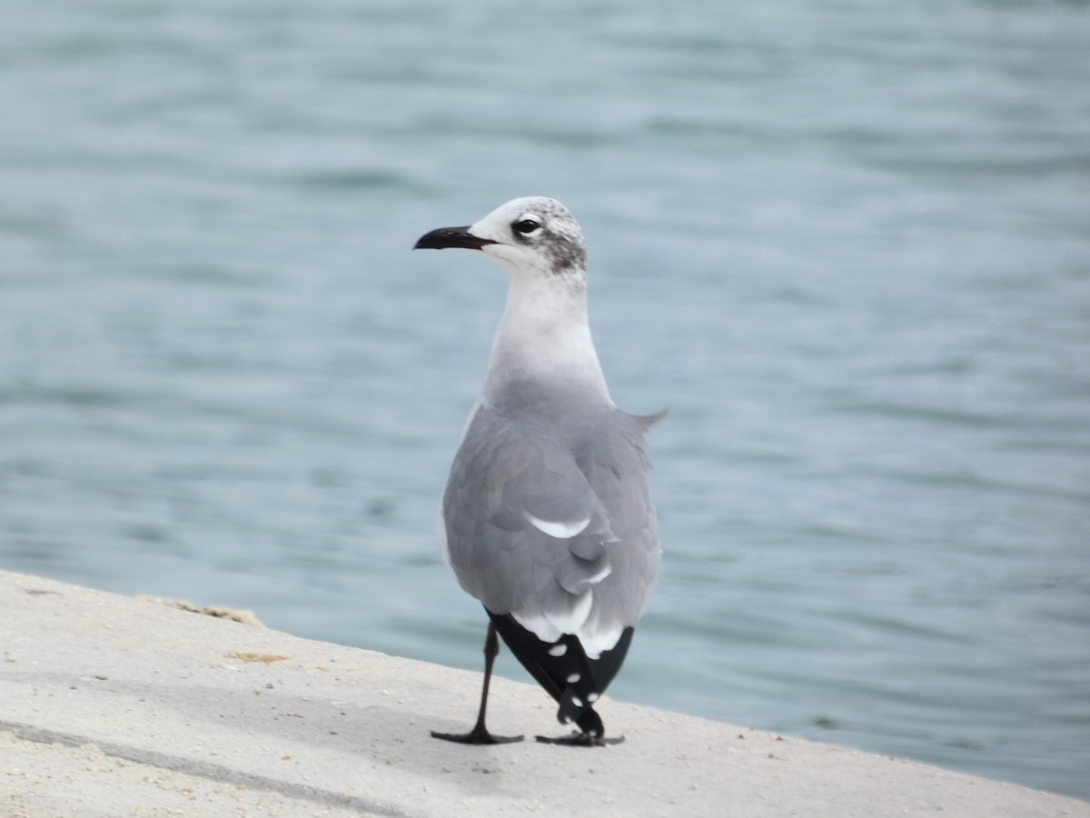 Laughing Gull - ML612535428