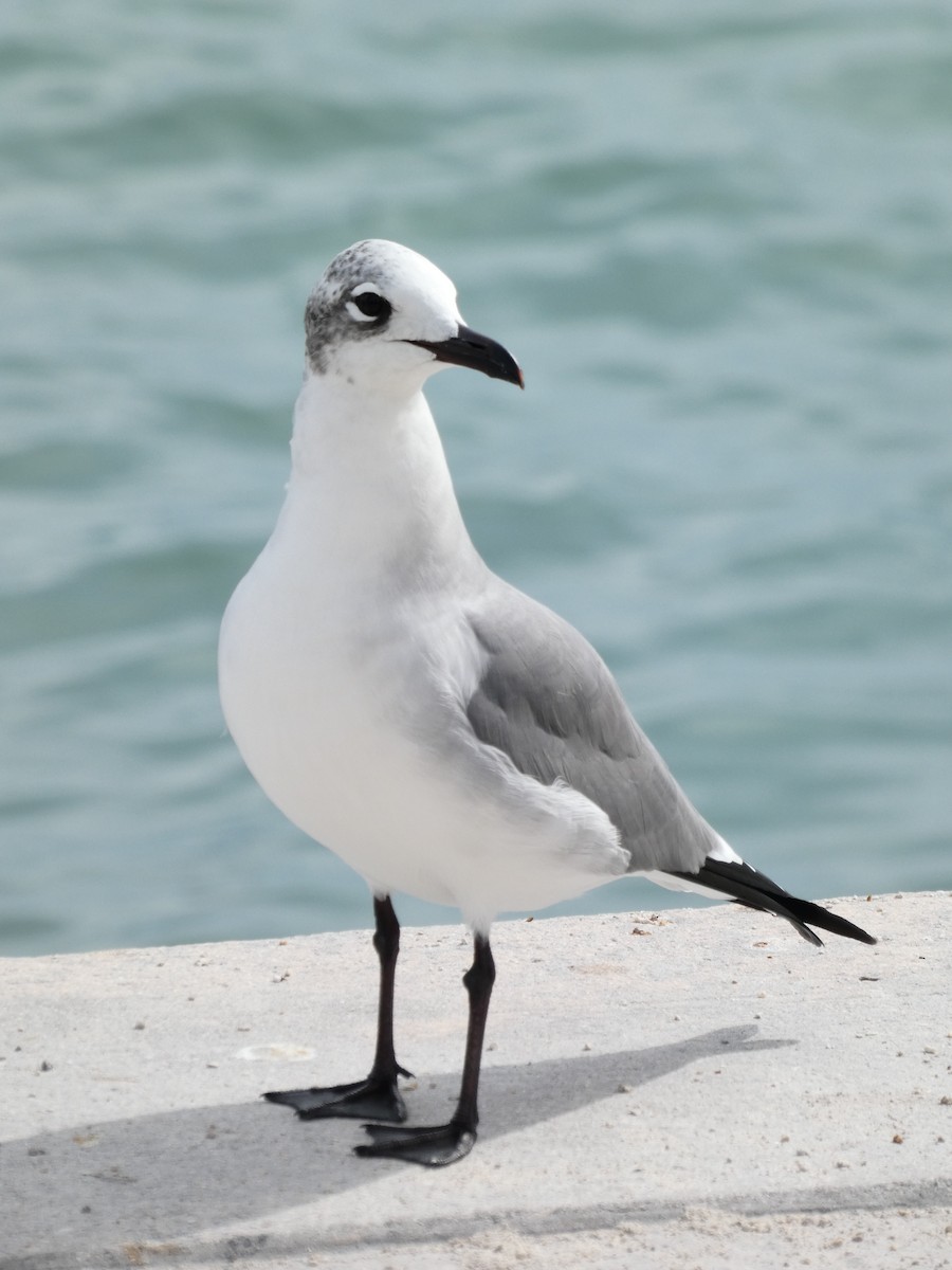 Laughing Gull - ML612535429