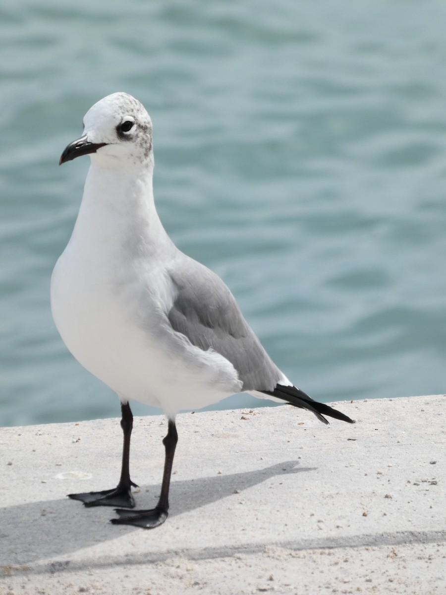 Laughing Gull - Sara Boscoe