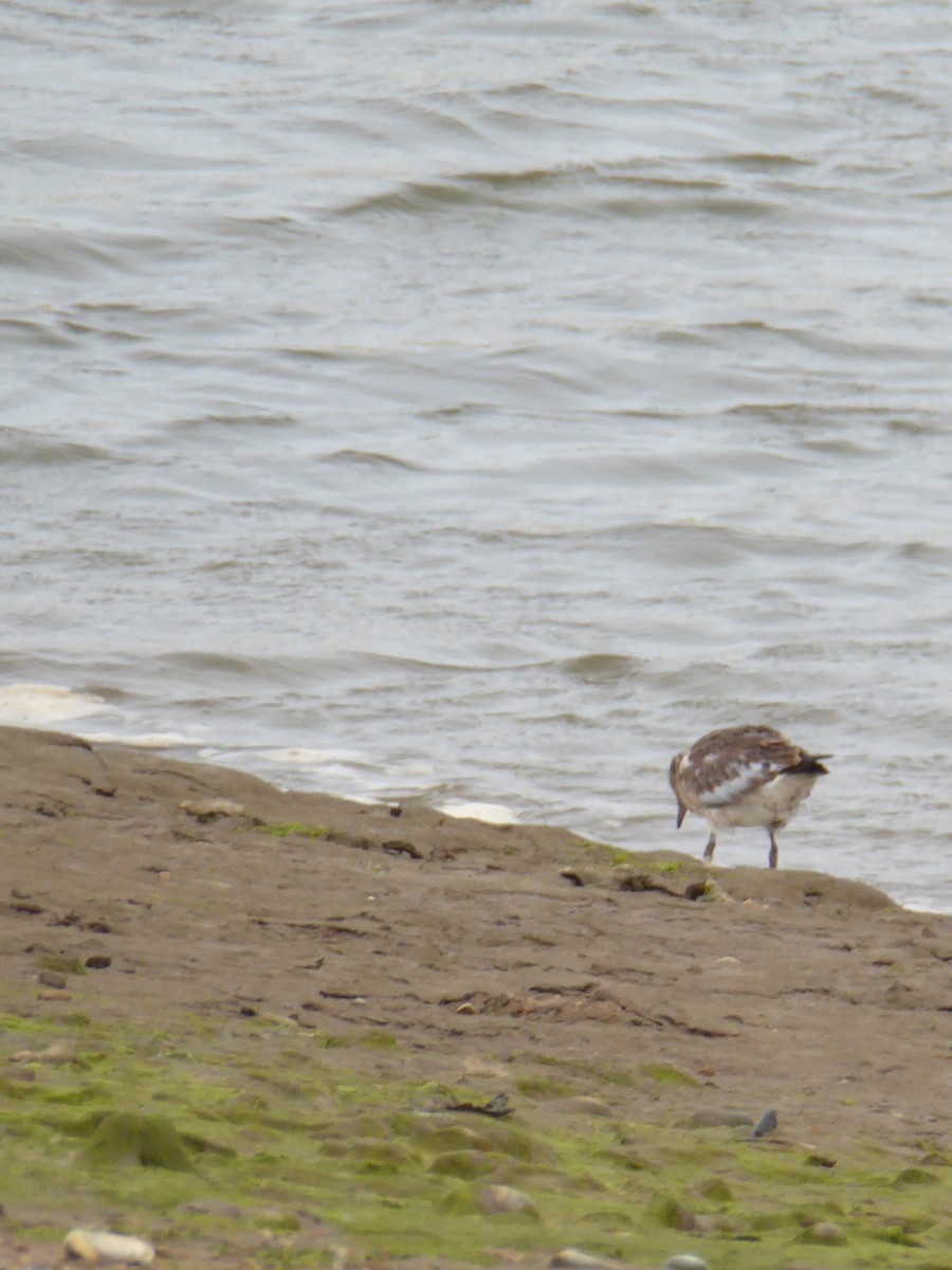 European Golden-Plover - ML612535440