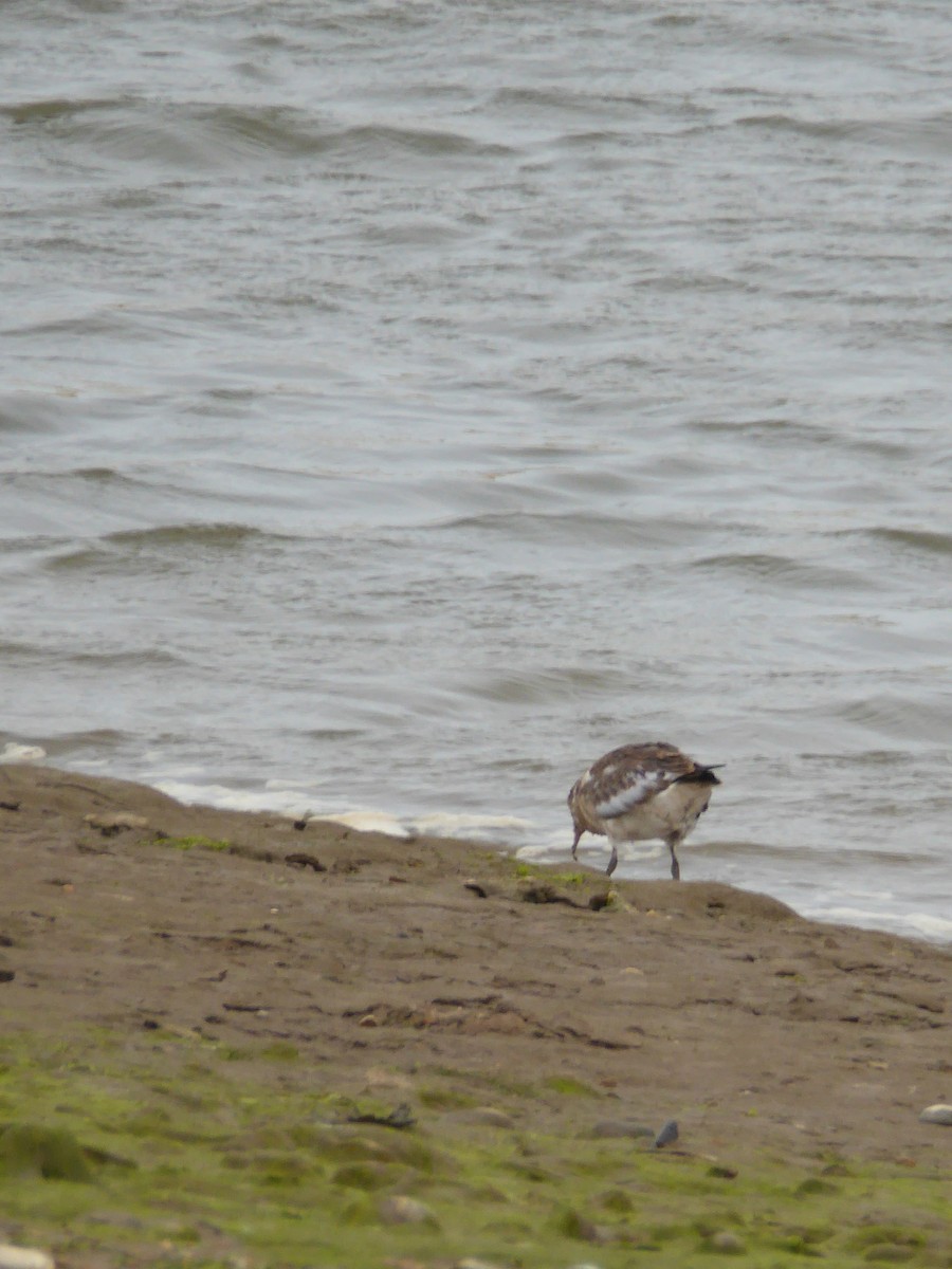 European Golden-Plover - ML612535441