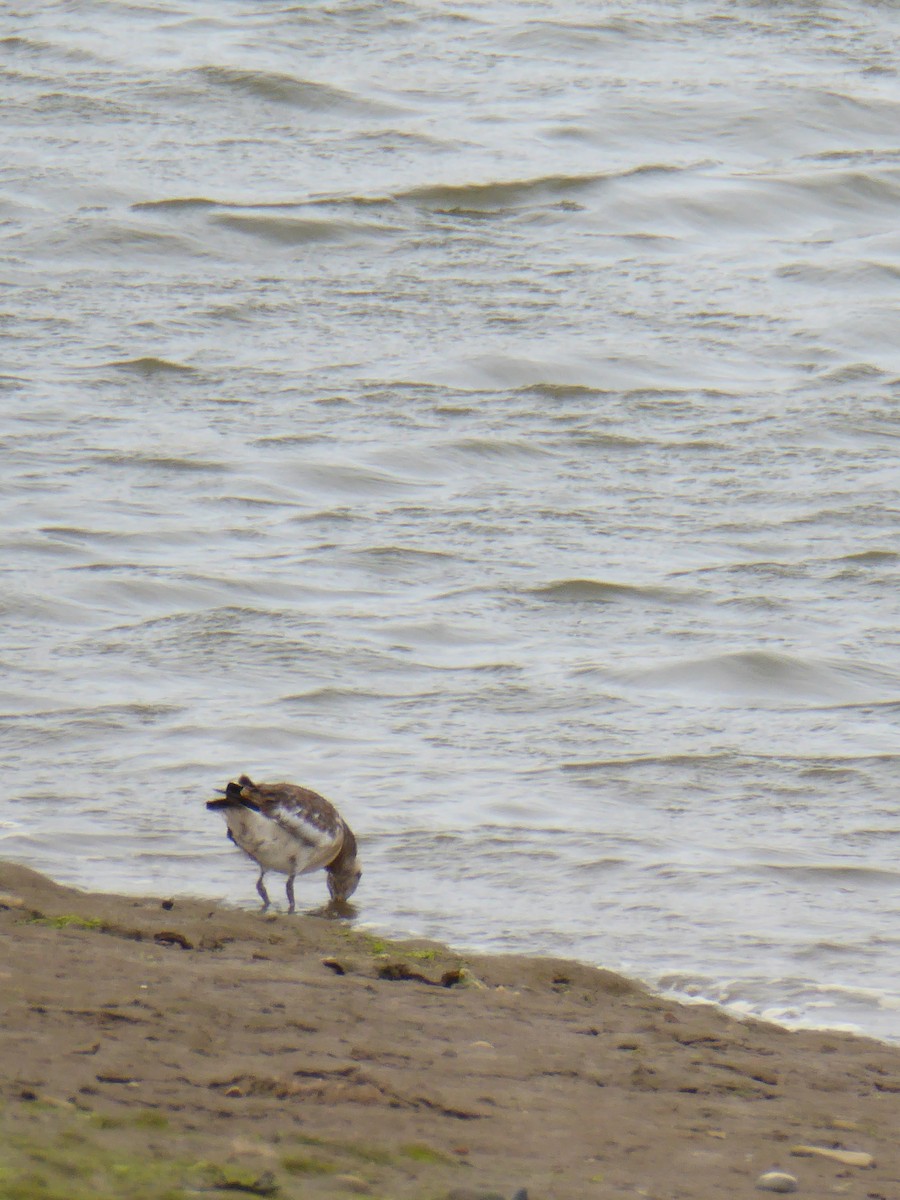 European Golden-Plover - ML612535442