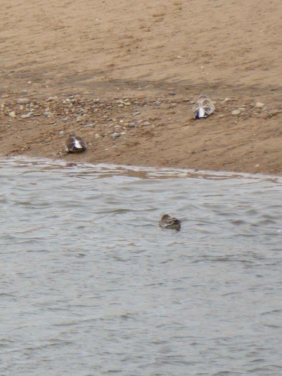 European Golden-Plover - ML612535443