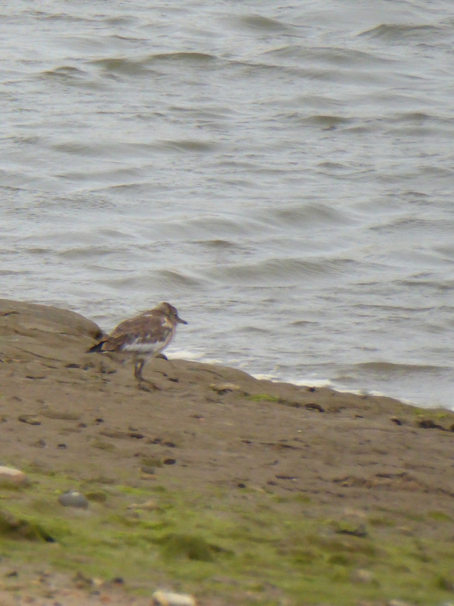 European Golden-Plover - ML612535444