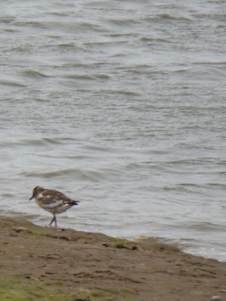 European Golden-Plover - ML612535445