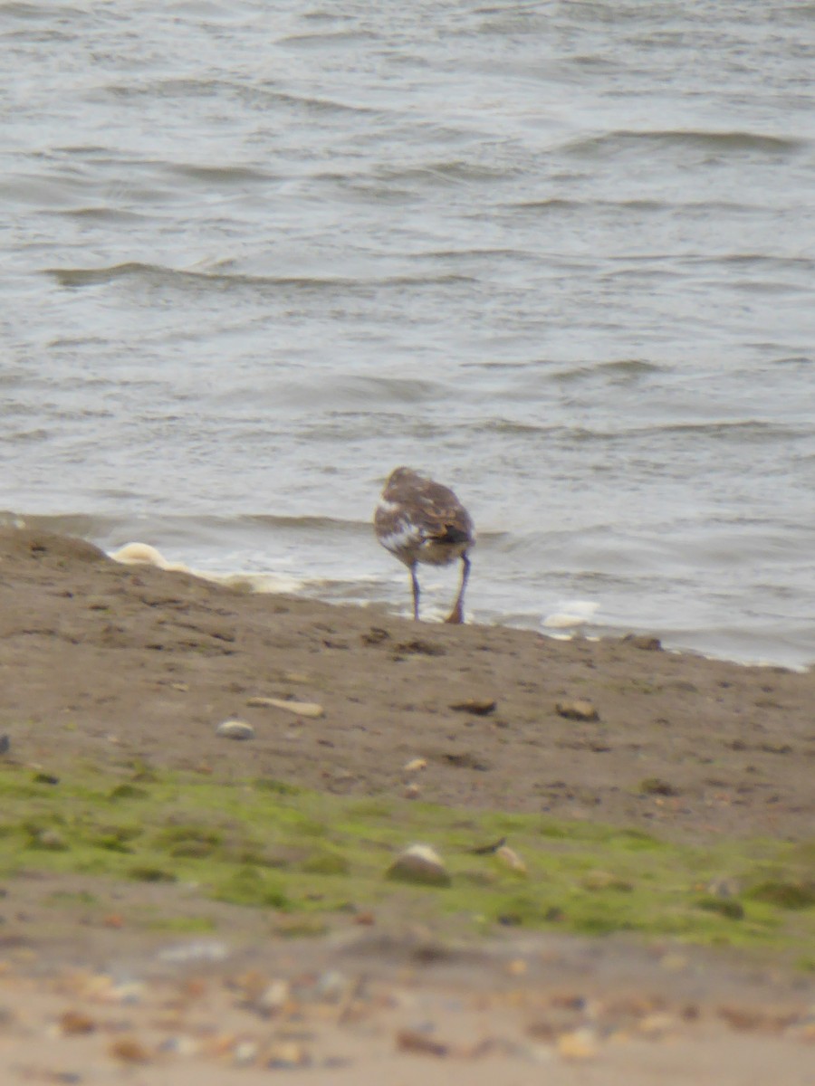 European Golden-Plover - ML612535446