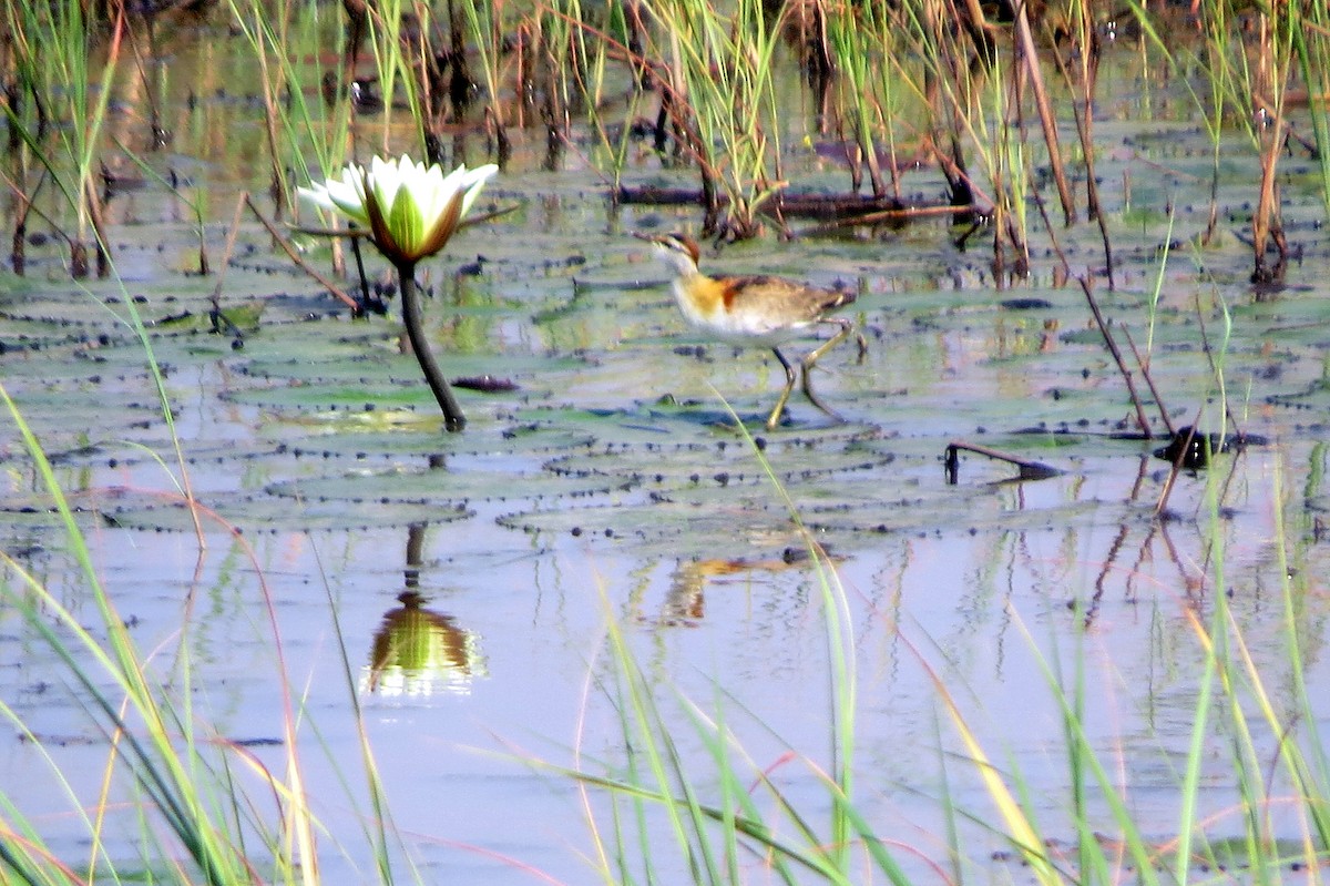 Lesser Jacana - ML612535471