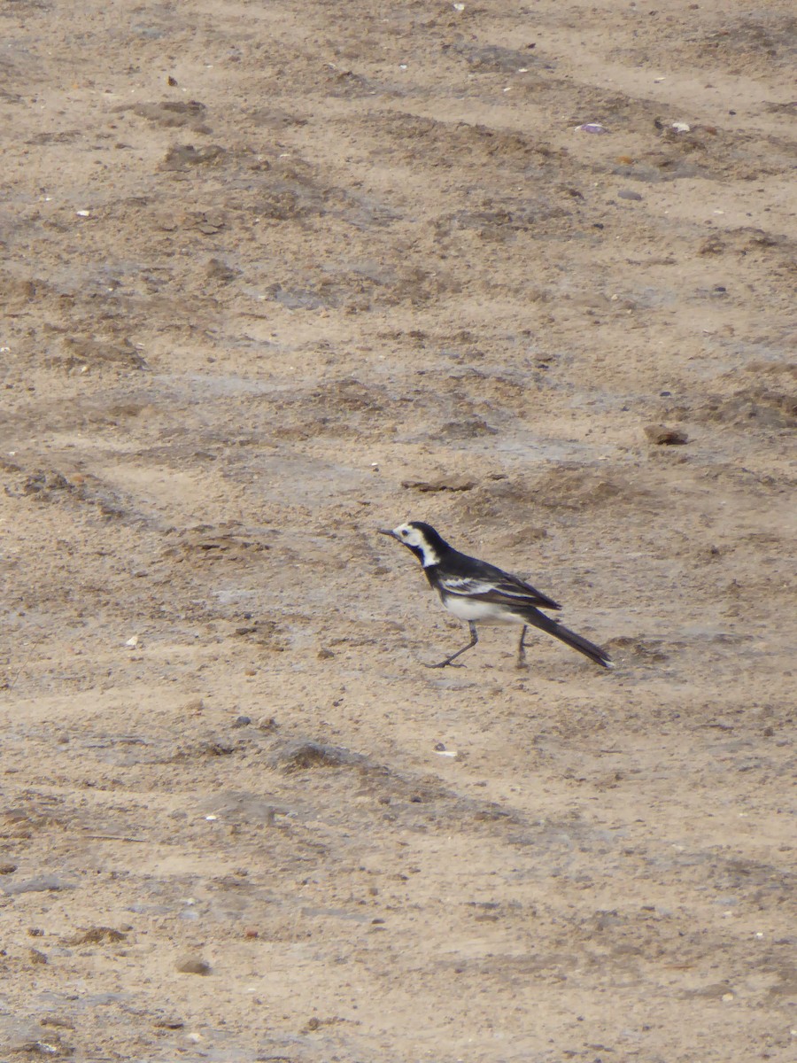 White Wagtail - ML612535477