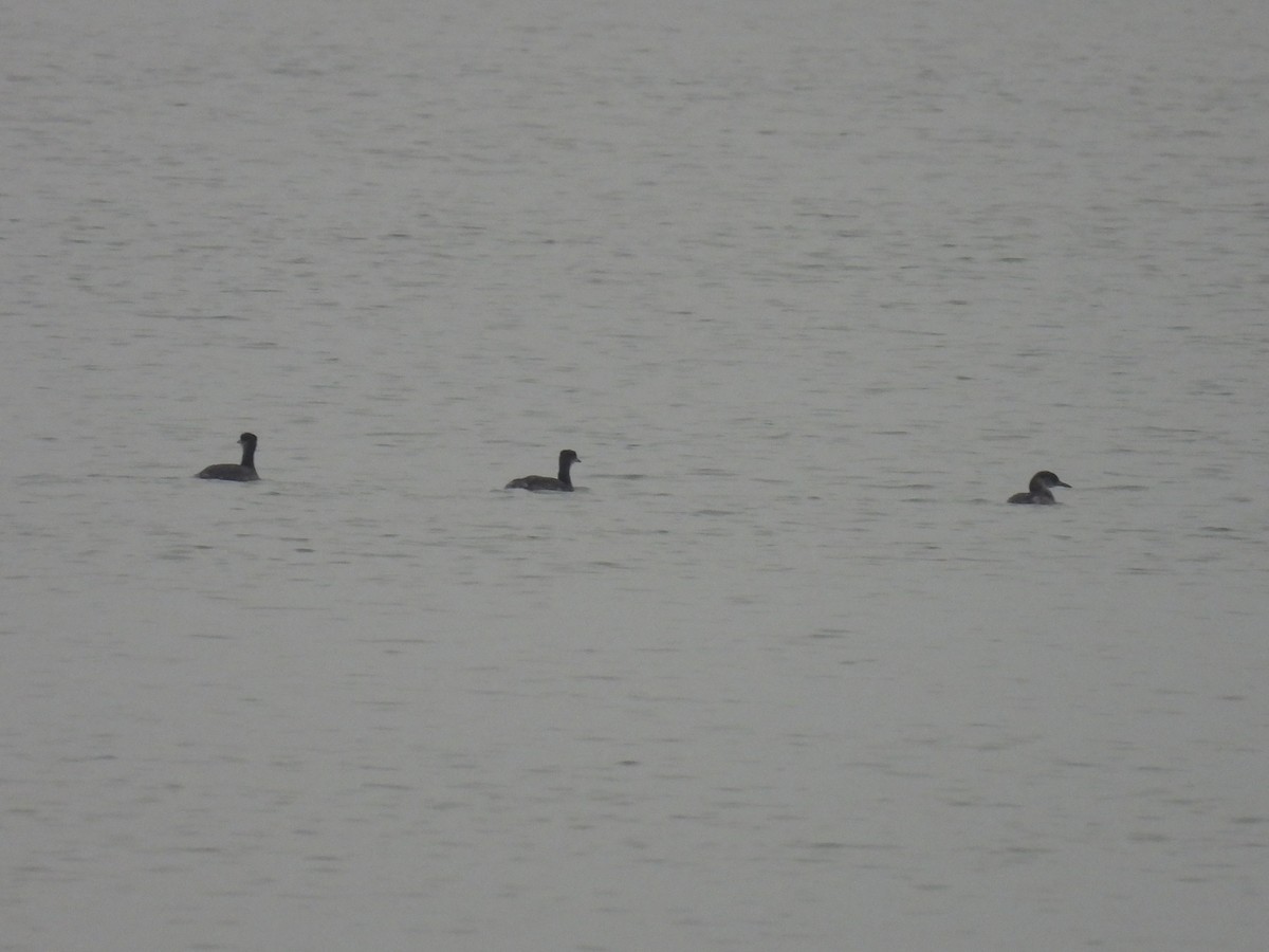 Red-necked Grebe - ML612535482