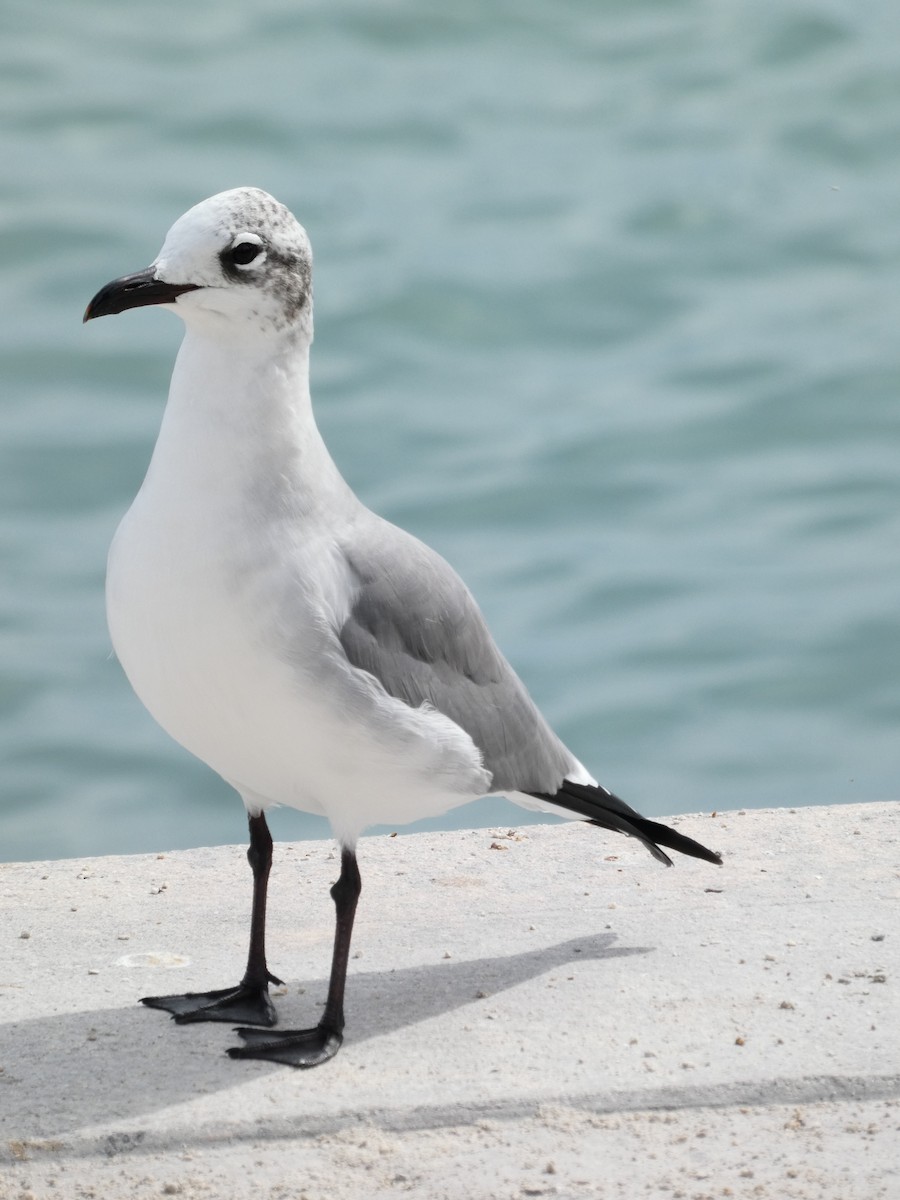 Laughing Gull - ML612535491