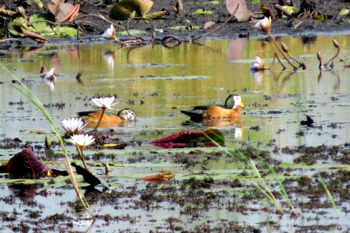 African Pygmy-Goose - ML612535536