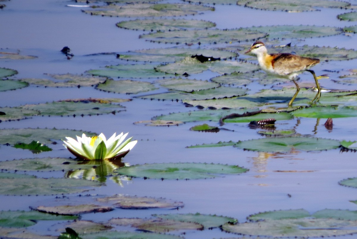 Lesser Jacana - ML612535561