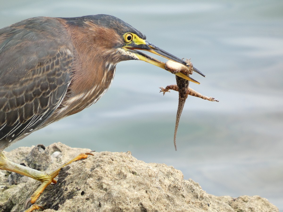 Green Heron - ML612535565