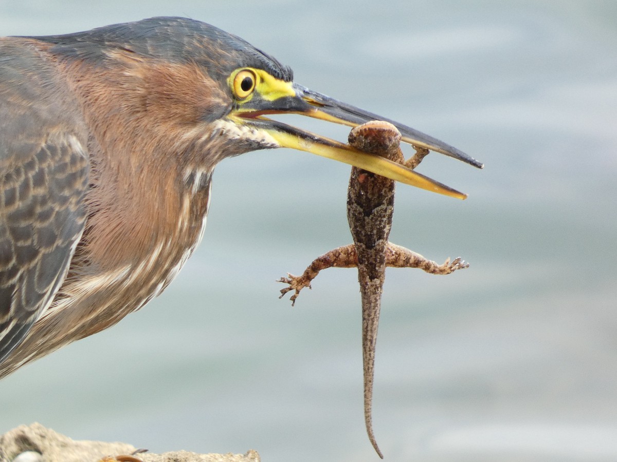 Green Heron - ML612535566