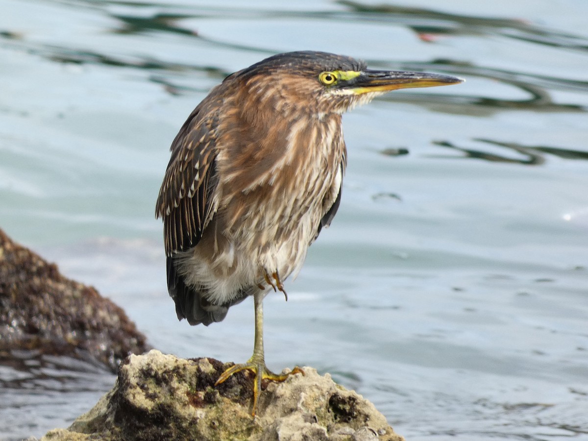 Green Heron - ML612535567