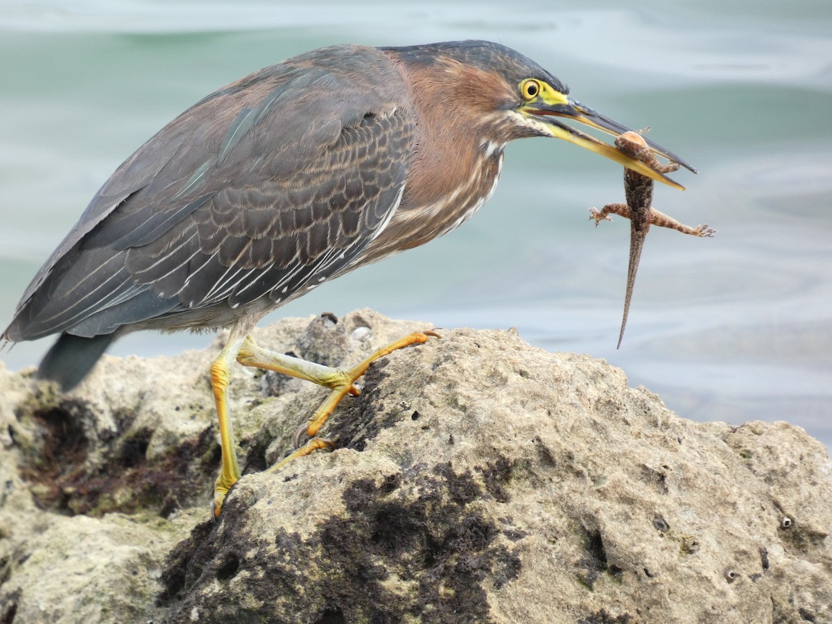 Green Heron - ML612535568