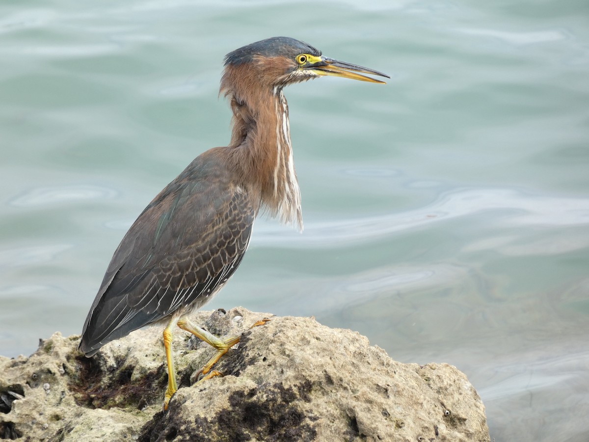 Green Heron - ML612535569