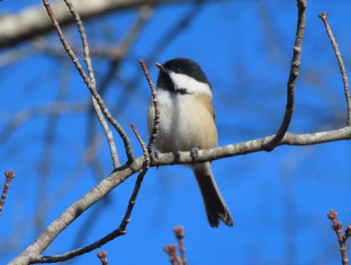 Black-capped Chickadee - ML612535595