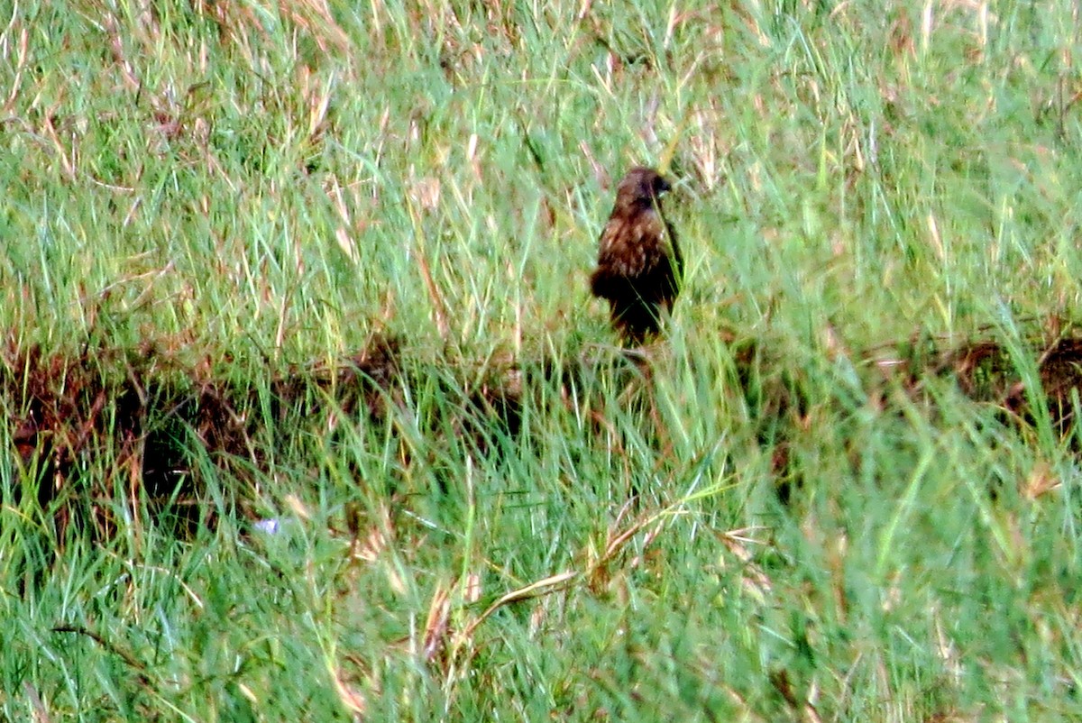 African Marsh Harrier - ML612535600