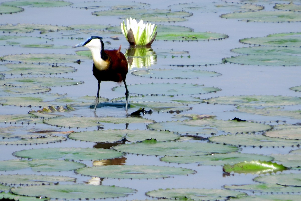 African Jacana - ML612535673