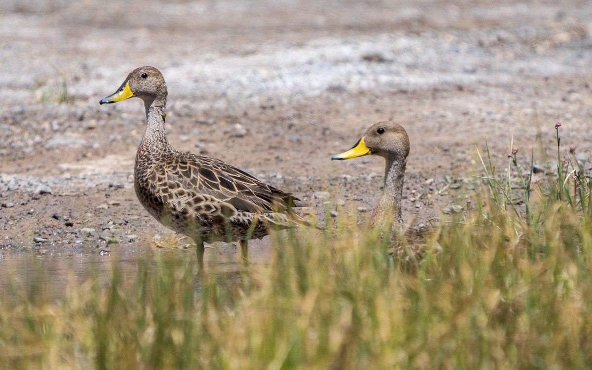 Yellow-billed Pintail - ML612535715