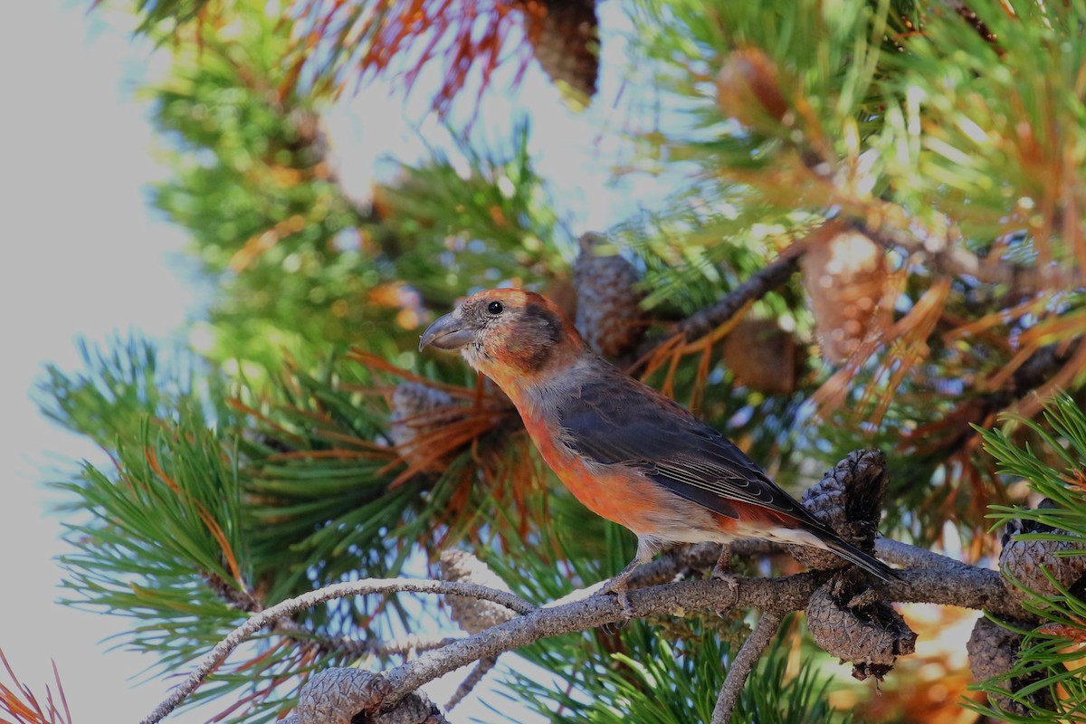 Cassia Crossbill - ML612535750