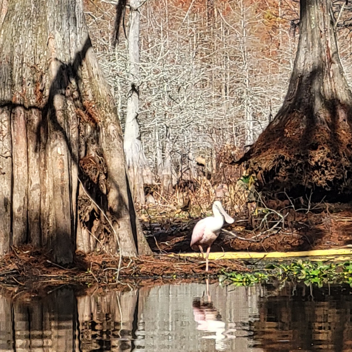 Roseate Spoonbill - Susanna Garcia