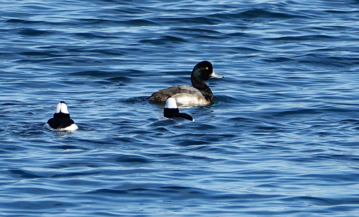 Greater Scaup - ML612535823