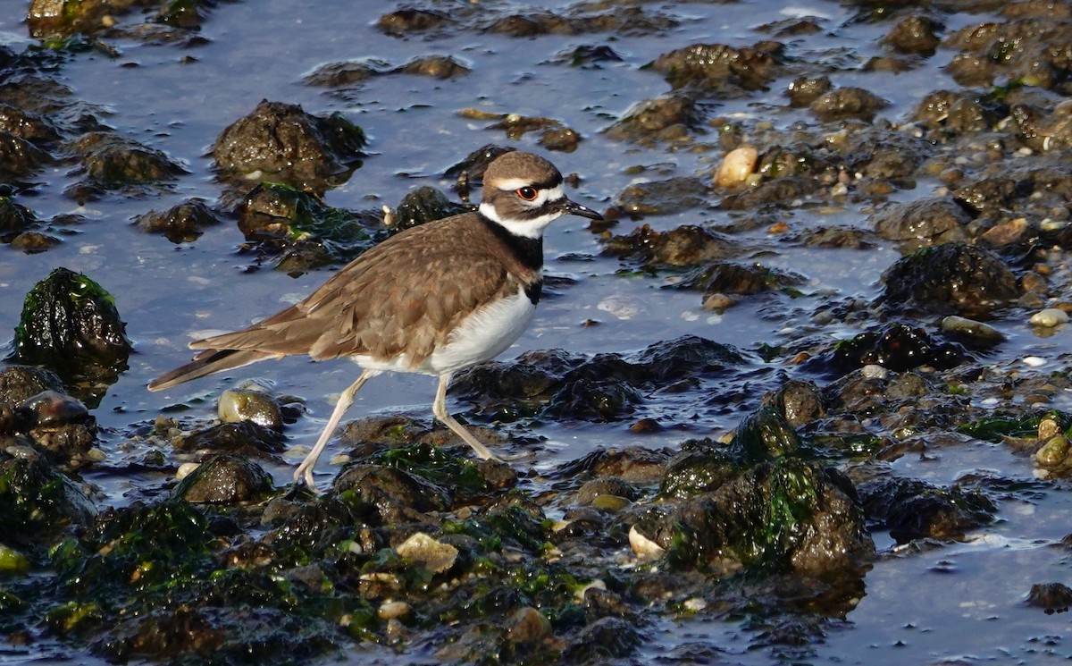 Killdeer - ML612535836