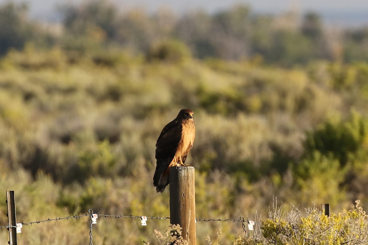 Northern Harrier - ML612535842