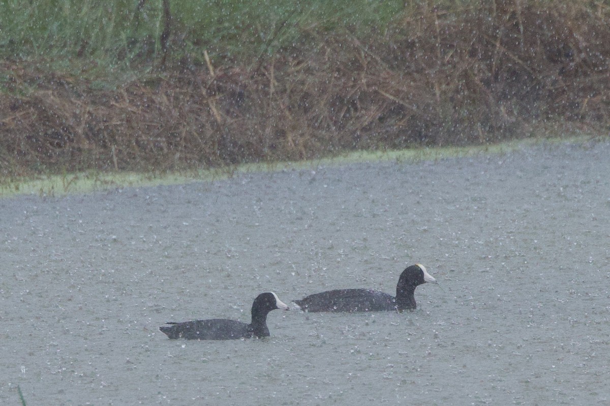 American Coot - Michael St John