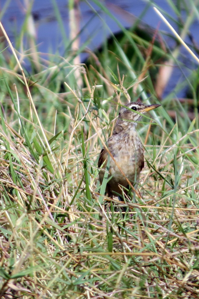 Plain-backed Pipit - ML612535865