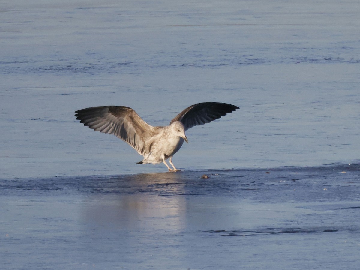 Lesser Black-backed Gull - ML612535872