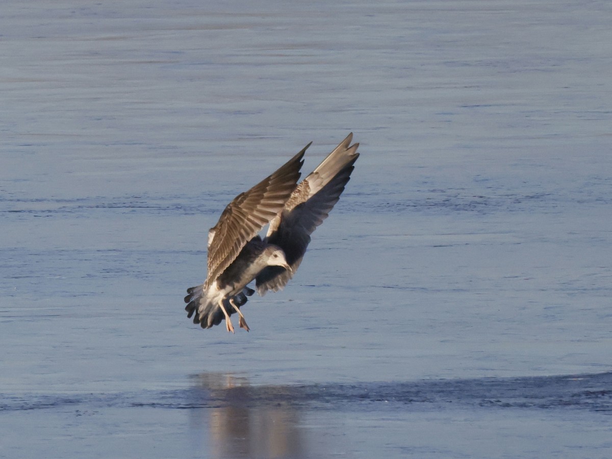 Lesser Black-backed Gull - Scott Ray