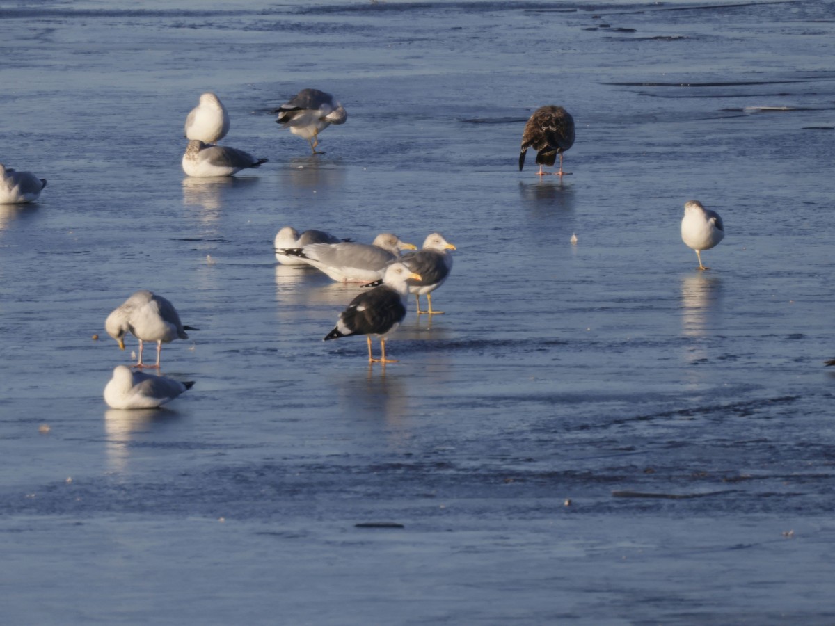 Lesser Black-backed Gull - ML612535875