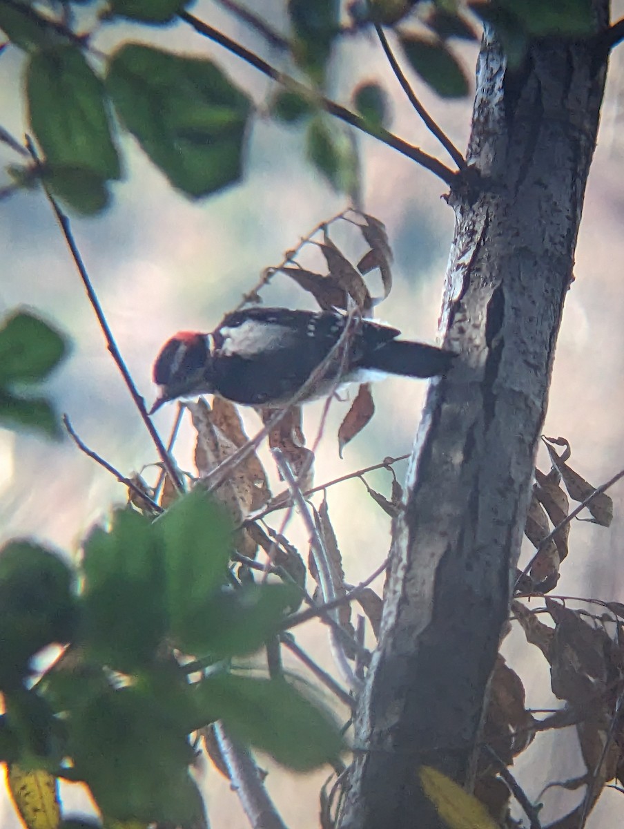 Downy Woodpecker - ML612535898