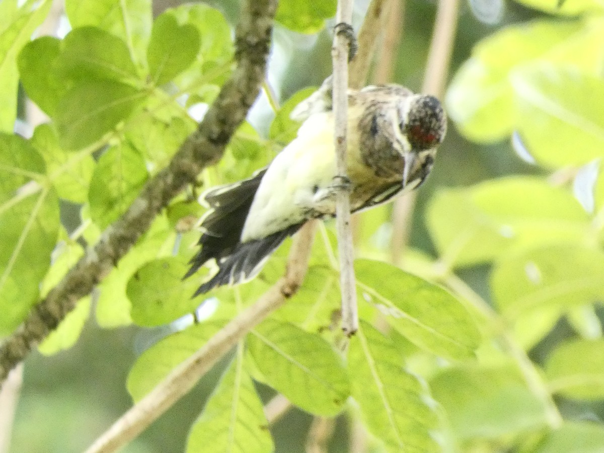 Yellow-bellied Sapsucker - ML612535945