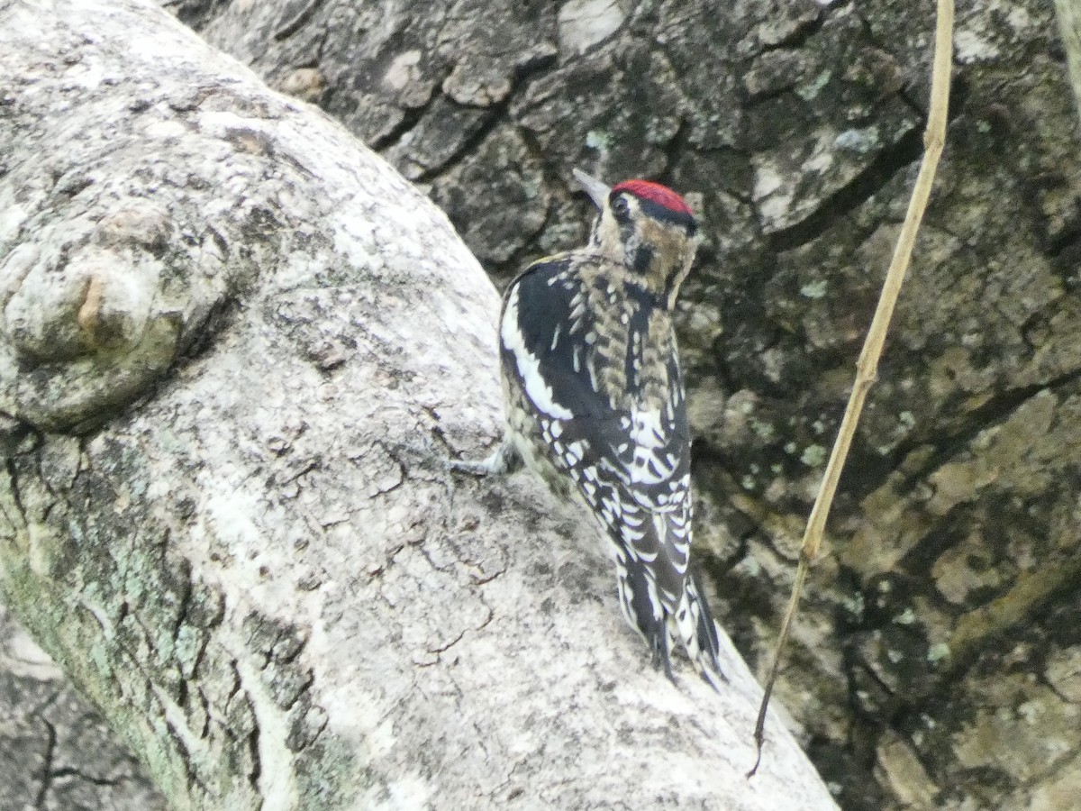 Yellow-bellied Sapsucker - ML612535946