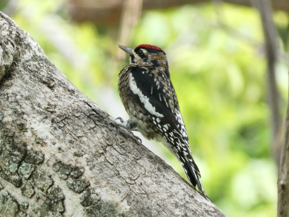 Yellow-bellied Sapsucker - ML612535947