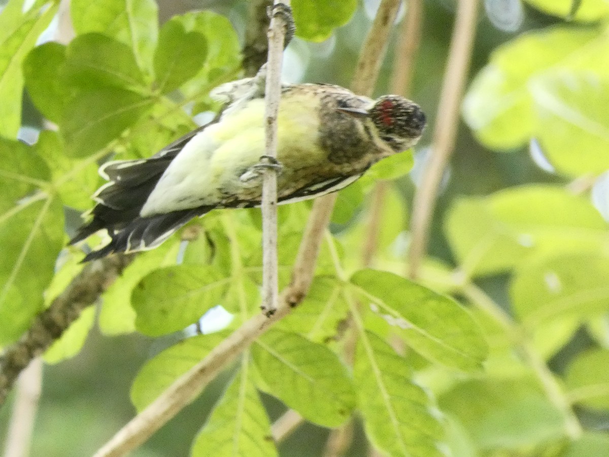 Yellow-bellied Sapsucker - ML612535948