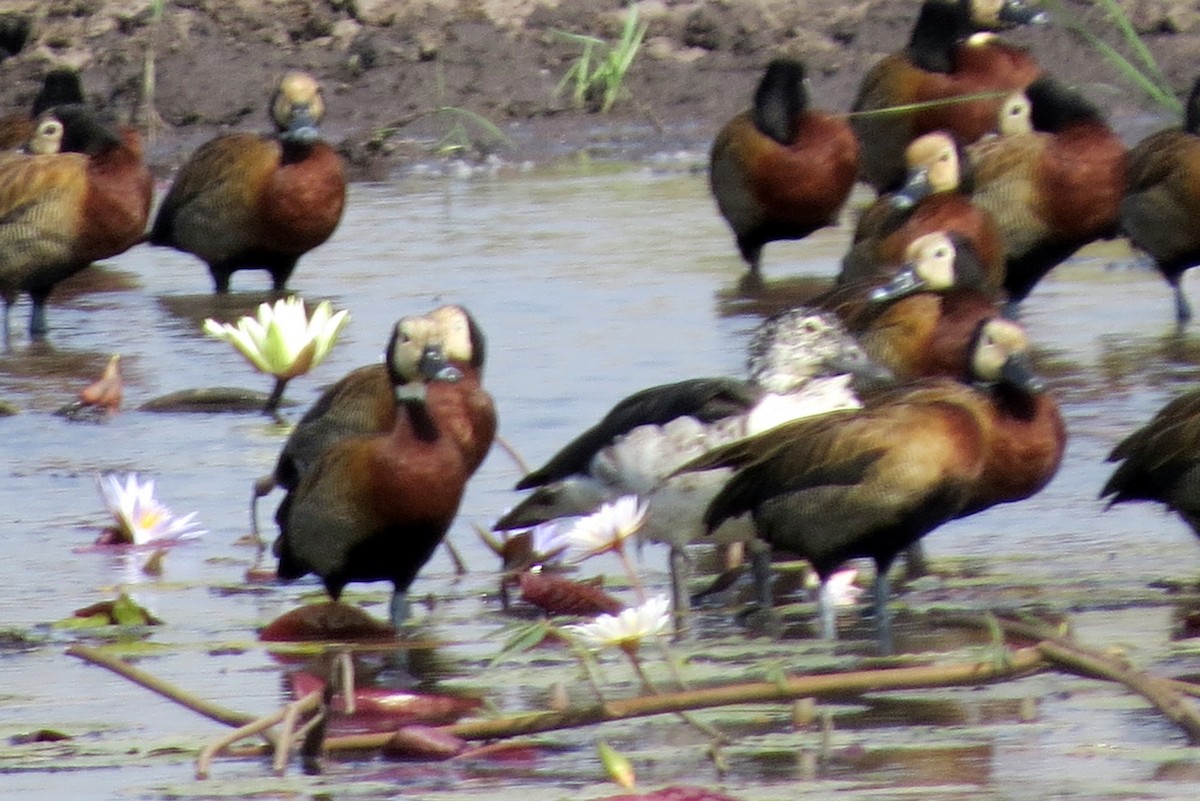 Knob-billed Duck - Pat McKay