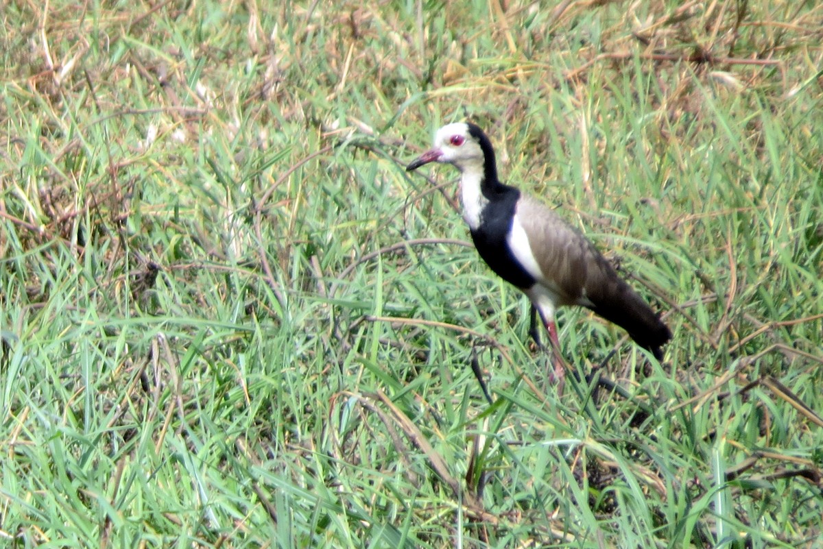 Long-toed Lapwing - ML612535994