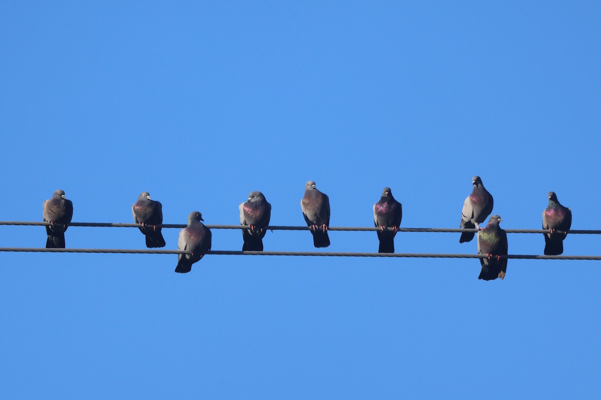 Rock Pigeon (Feral Pigeon) - ML612536001