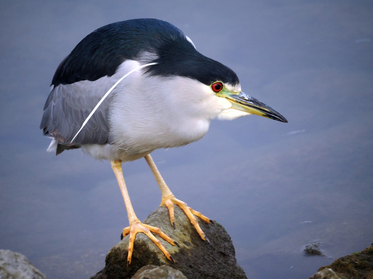 Black-crowned Night Heron - ML612536062