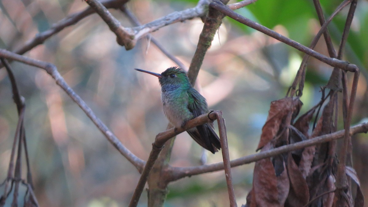 Blue-chested Hummingbird - ML612536098