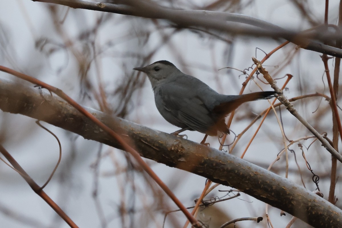 Gray Catbird - ML612536188